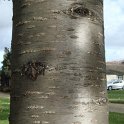 Prunus avium ecorce
